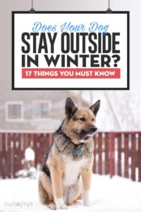 17 Reasons Why Keeping Dogs Outside in Winter Is a Bad Idea