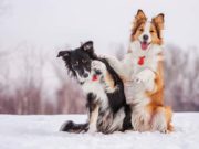 19 Ways to Keep Your Dog Healthy During Winter Months 19 Ways to Keep Your Dog Healthy During Winter Months