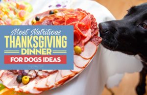 8 DIY Thanksgiving Dinner for Dogs Ideas (with leftover ingredients)