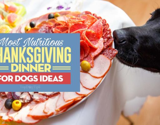 8 DIY Thanksgiving Dinner for Dogs Ideas (with leftover ingredients)