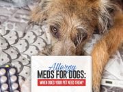 Allergy Meds For Dogs: When Does Your Dog Need Them? Allergy Meds For Dogs Guide