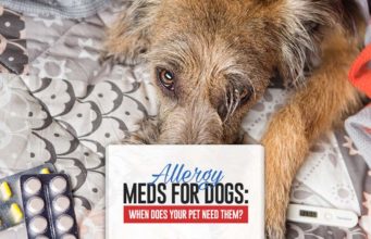 Allergy Meds For Dogs: When Does Your Dog Need Them? Allergy Meds For Dogs Guide