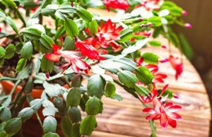Are Christmas Cactus Poisonous to Dogs?