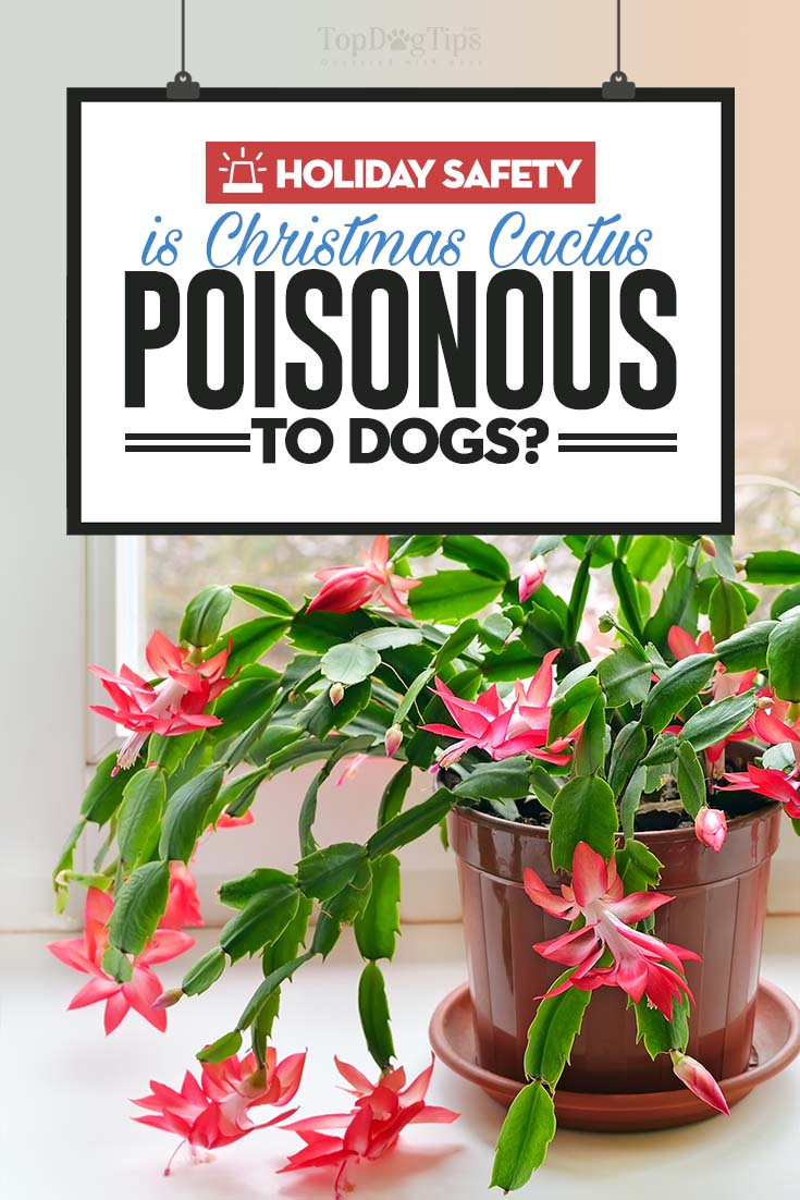 Are Christmas Cactus Poisonous to Dogs 