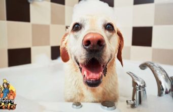 TOP #33: At-Home Dog Grooming Tips from Pro Groomer Megan Mouser At-Home Dog Grooming Tips from Pro Groomer