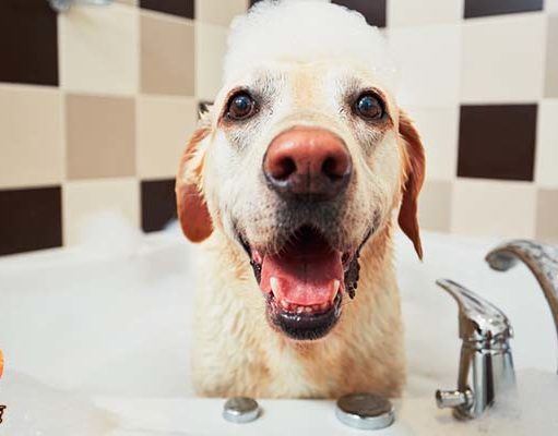 TOP #33: At-Home Dog Grooming Tips from Pro Groomer Megan Mouser At-Home Dog Grooming Tips from Pro Groomer