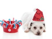 Top 17 Christmas Treats for Dogs Best Christmas Dog Treats