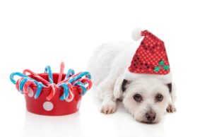 Top 17 Christmas Treats for Dogs Best Christmas Dog Treats