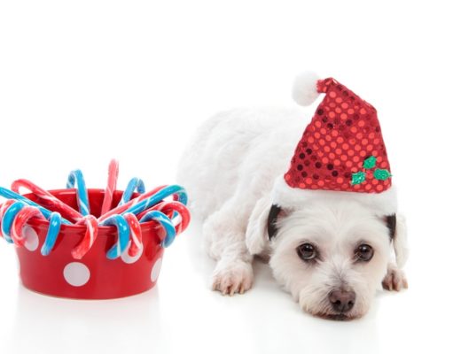 Top 17 Christmas Treats for Dogs Best Christmas Dog Treats