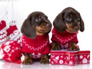 15 Festive Christmas Sweaters for Dogs Best Dog Christmas Sweater