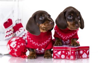 15 Festive Christmas Sweaters for Dogs Best Dog Christmas Sweater