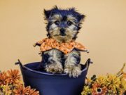 Top 13 Festive Holiday Dog Collars Best Holiday Dog Collars