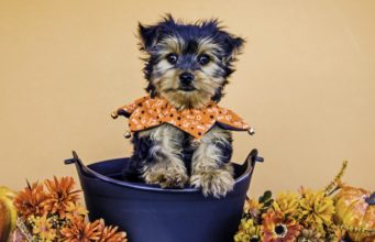 Top 13 Festive Holiday Dog Collars Best Holiday Dog Collars