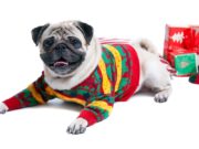 Top 14 Best Holiday Dog Sweaters Best Holiday Dog Sweaters