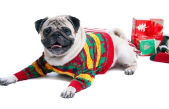 Top 14 Best Holiday Dog Sweaters Best Holiday Dog Sweaters