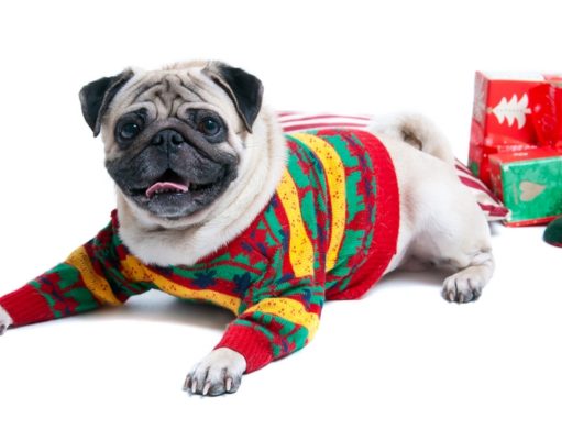 Top 14 Best Holiday Dog Sweaters Best Holiday Dog Sweaters