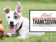 31 Cool Thanksgiving Dog Toys to Gift Your Dog This Holiday Best Thanksgiving Dog Toys 2018