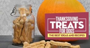 10 Best Thanksgiving Treats for Dogs (Store-Bought & DIY!) Best Thanksgiving Treats for Dogs