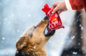 34 Cheapest Christmas Gifts for Dogs Cheapest Christmas Gifts for Dogs