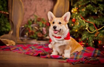 Top 21 Most Festive Christmas Dog Collars Celebrating a Puppy's First Christmas at Home