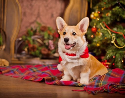 Top 21 Most Festive Christmas Dog Collars Celebrating a Puppy's First Christmas at Home