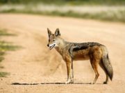 Dingoes Play a Big Role in Interactions Between Domestic Dogs and Humans Dingoes Play a Big Role in Interactions Between Domestic Dogs and Humans