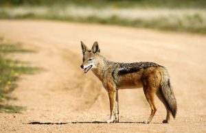 Dingoes Play a Big Role in Interactions Between Domestic Dogs and Humans Dingoes Play a Big Role in Interactions Between Domestic Dogs and Humans