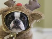 Top 23 Best Dog Christmas Outfits and Costumes Dog Christmas Outfits