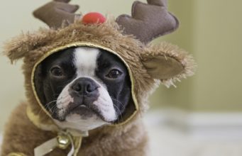 Top 23 Best Dog Christmas Outfits and Costumes Dog Christmas Outfits