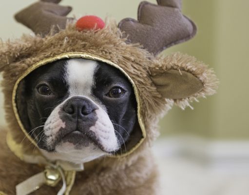 Top 23 Best Dog Christmas Outfits and Costumes Dog Christmas Outfits