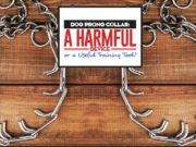 Dog Prong Collar: A Harmful Device or a Great Dog Training Tool? Dog Prong Collar Guide