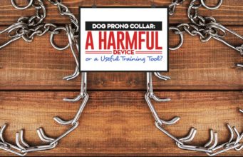Dog Prong Collar: A Harmful Device or a Great Dog Training Tool? Dog Prong Collar Guide