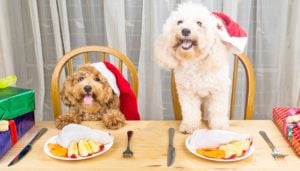 Make Your Puppy Their Own Christmas Plate