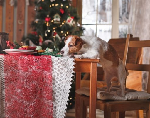 18 Homemade Doggy Christmas Dinner Recipes Dogs Christmas Dinner Ideas