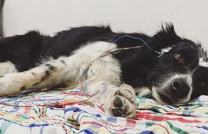 Study: Like Humans, Dogs Don’t Sleep Well After Stressful Experiences