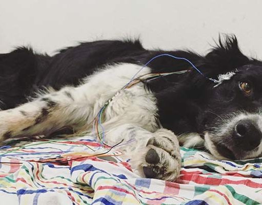 Study: Like Humans, Dogs Don’t Sleep Well After Stressful Experiences