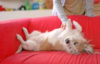 Dogs with Sensitive Stomachs: FAQs and What You Should Know Dogs with Sensitive Stomachs