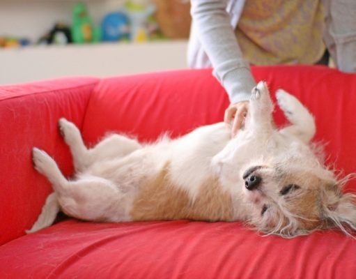 Dogs with Sensitive Stomachs: FAQs and What You Should Know Dogs with Sensitive Stomachs