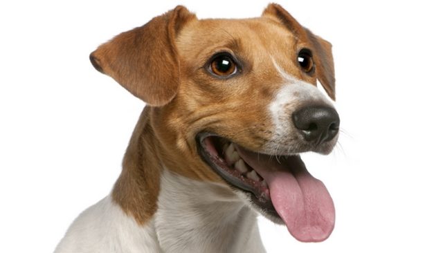 Excessive Panting In Dogs Treatment