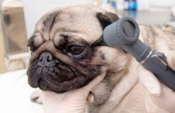 7 Serious Eye Problems in Dogs (and how to deal with them) Eye Problems In Dogs