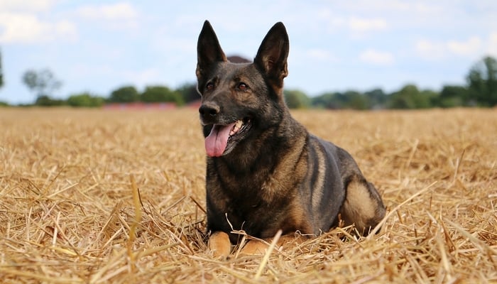 cute farm dogs