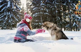 TOP #36: How Seasons Affect Your Dog’s Dietary Needs How Seasons Affect Your Dog's Dietary Needs