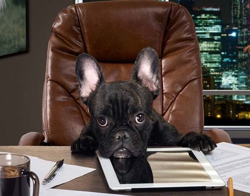 TOP #35: How To Market Your Dog Products How To Market Dog Products