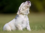 5 Most Effective Ways to Get a Dog to Stop Barking How to Get a Dog to Stop Barking