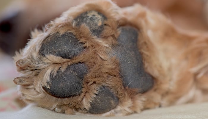 why does my dog have hairy paws