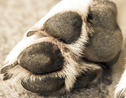 Hyperkeratosis in Dogs: Symptoms, Causes, and 6 Ways to Manage (Updated 2023) Hyperkeratosis in Dogs