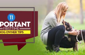 11 Important First Time Dog Owner Tips for Future Adopters Important First Time Dog Owner Tips