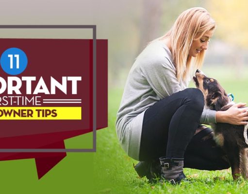 11 Important First Time Dog Owner Tips for Future Adopters Important First Time Dog Owner Tips