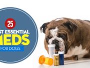 25 Most Essential Dog Meds (And When Your Pet Needs Them) Most Essential Dog Meds featured image