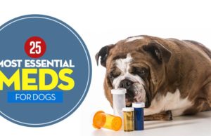 25 Most Essential Dog Meds (And When Your Pet Needs Them) Most Essential Dog Meds featured image